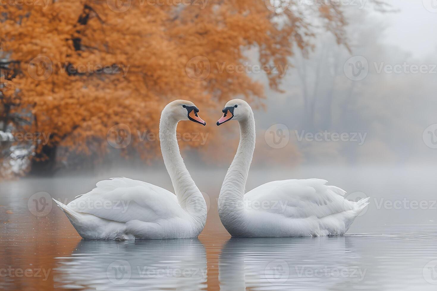 Elegant Swan Pair in Misty Autumn Lake - Nature Serenity and Romance Scene photo