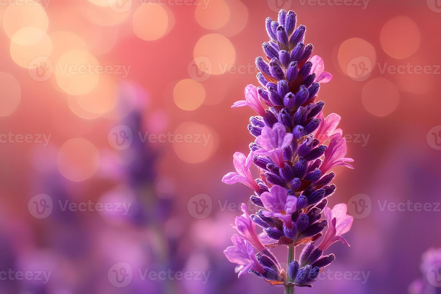 Lavender Bloom Against Bokeh Background for Natural Calm photo