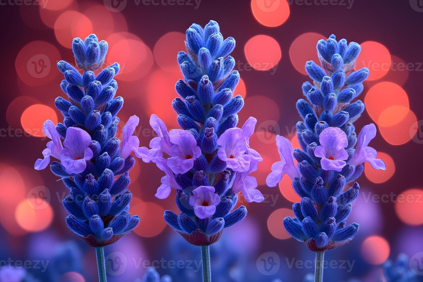 Lavender Blooms against Vibrant Bokeh - Perfect for Nature Art and Design photo