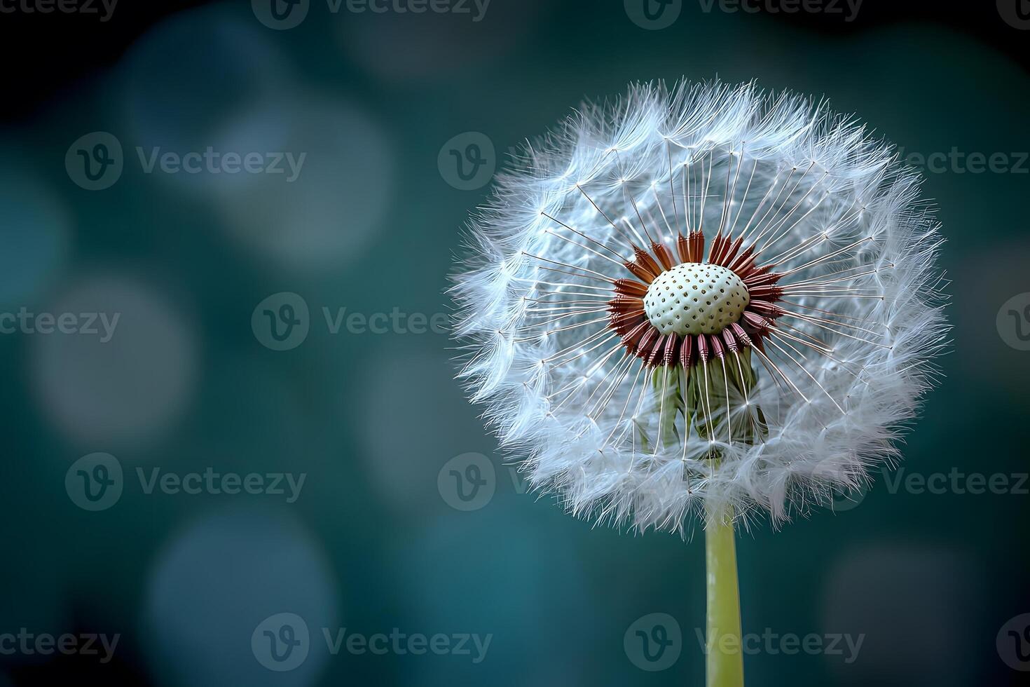 Nature's Elegance Close-Up of Dandelion Seed Head Against Soft Blue Bokeh photo