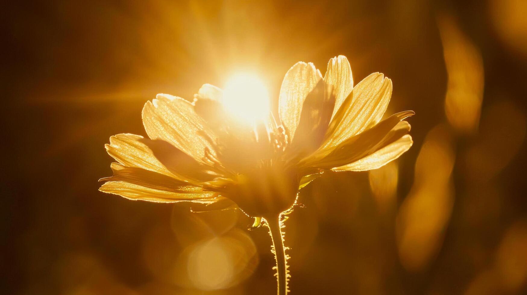 Sunlight shining through a flower photo