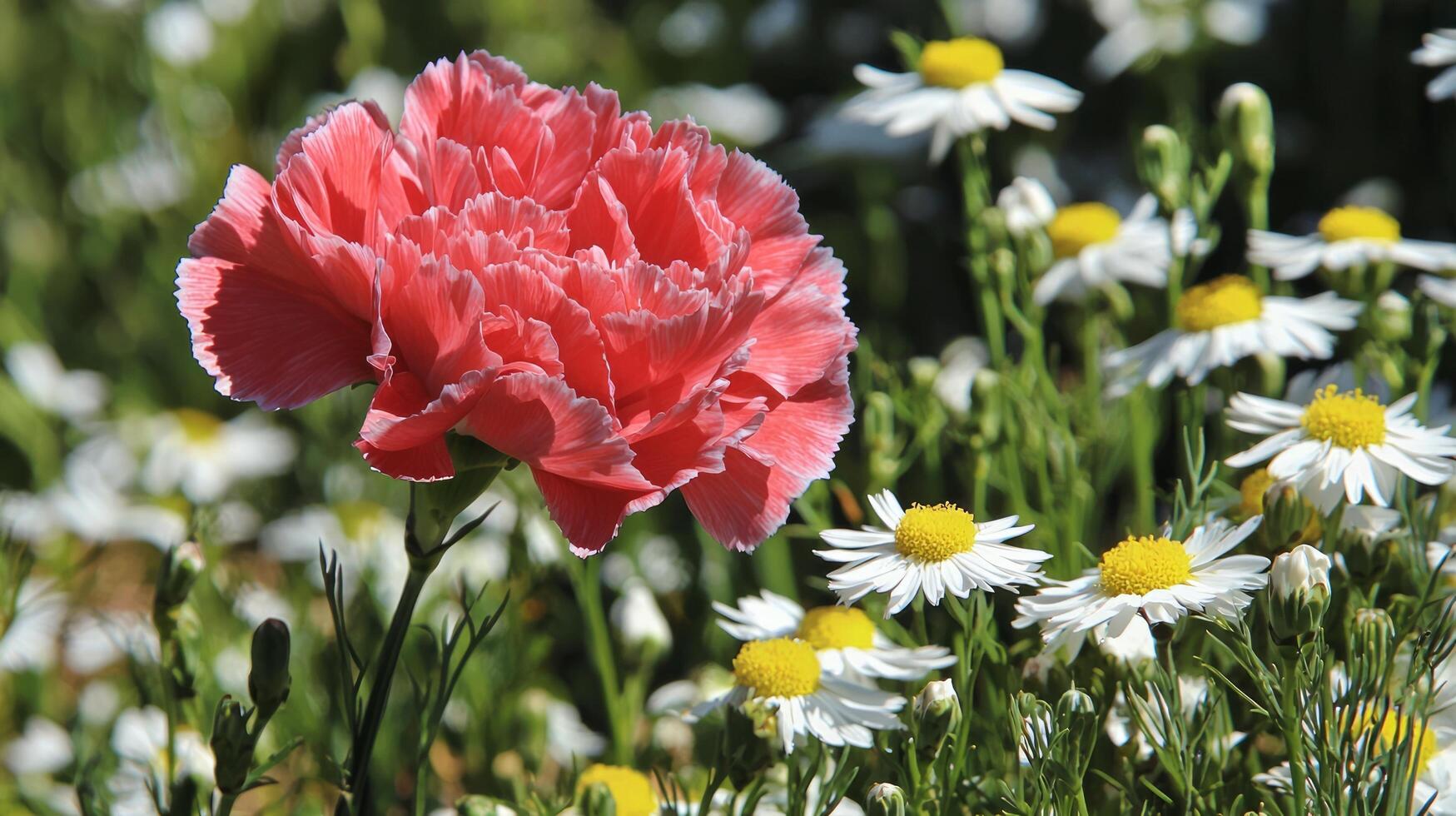A single red flower is in the middle of a field of white and yellow flowers photo