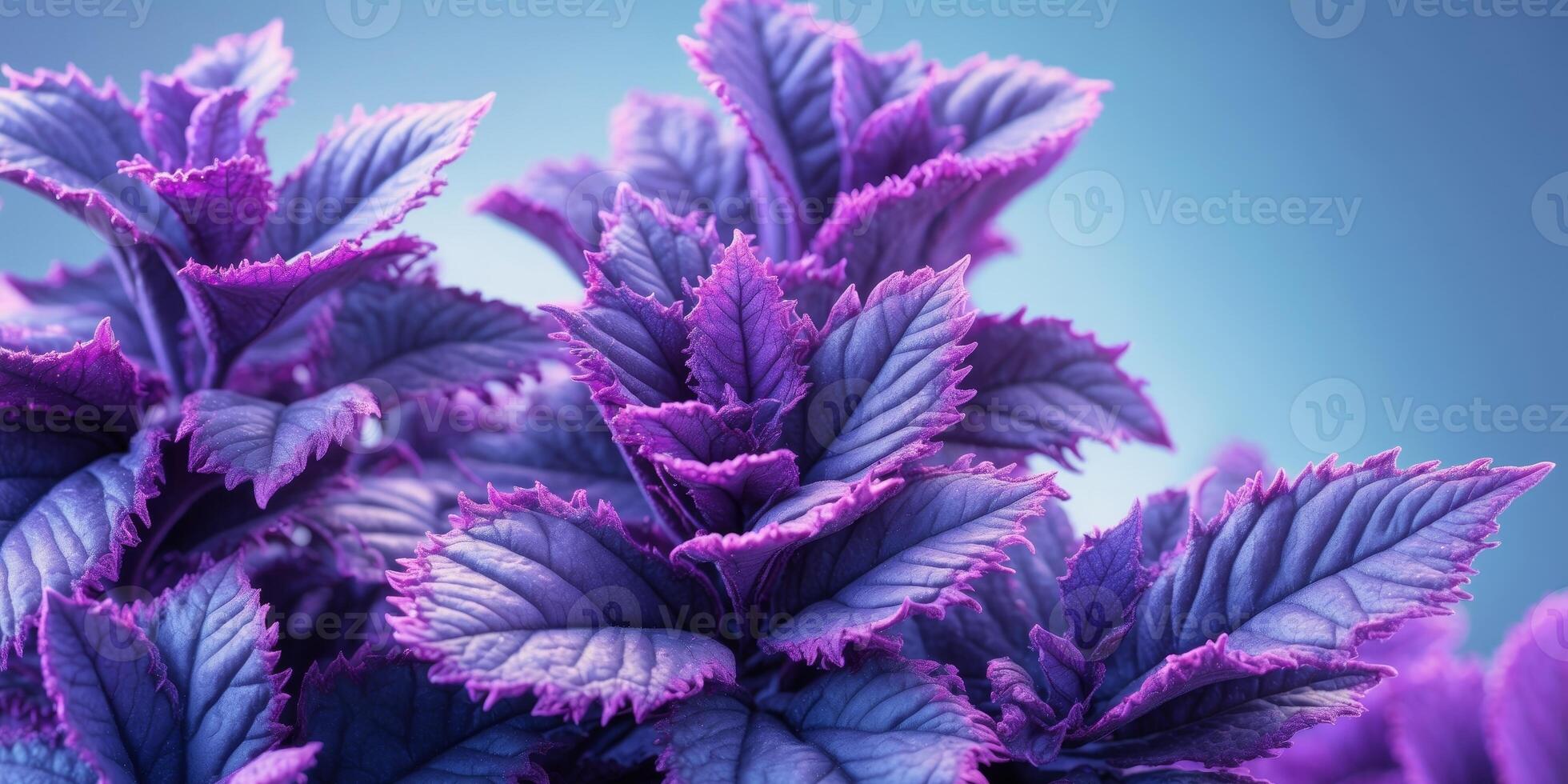 A close up of purple leaves on a blue background photo