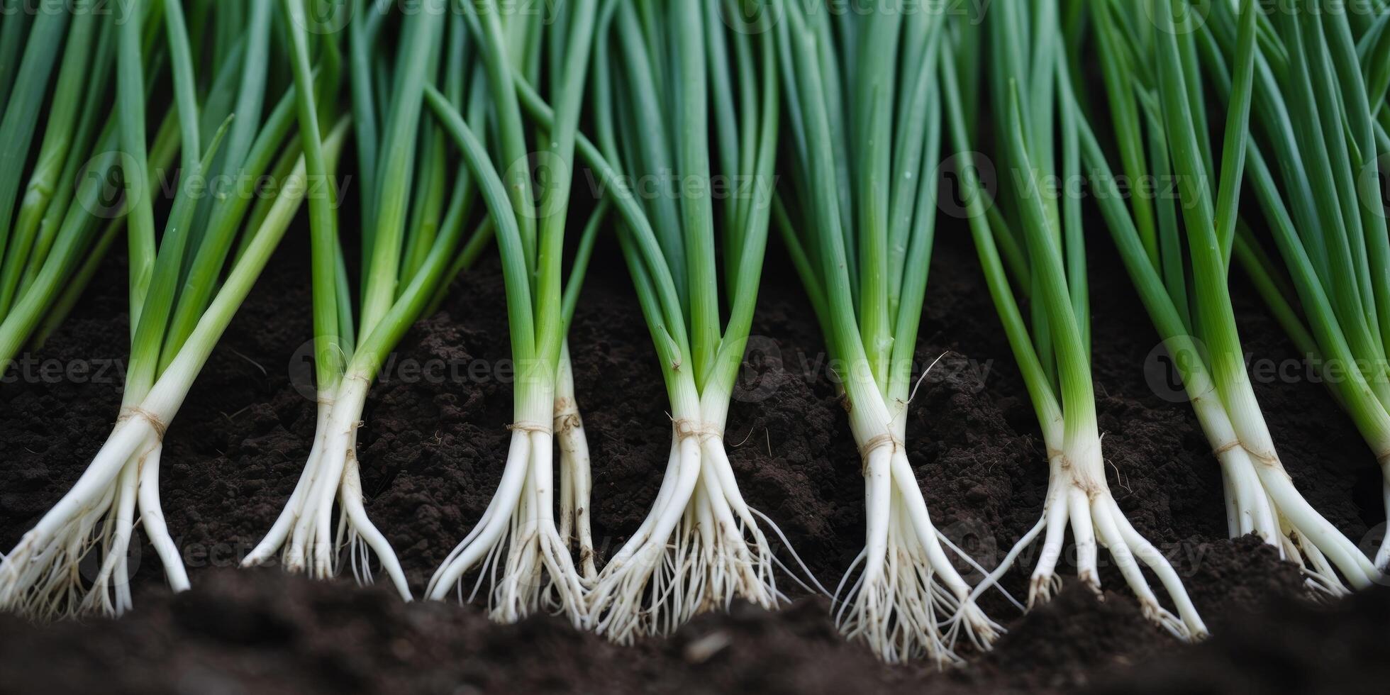 Close up of green onions in rows roots buried in dark soil. photo