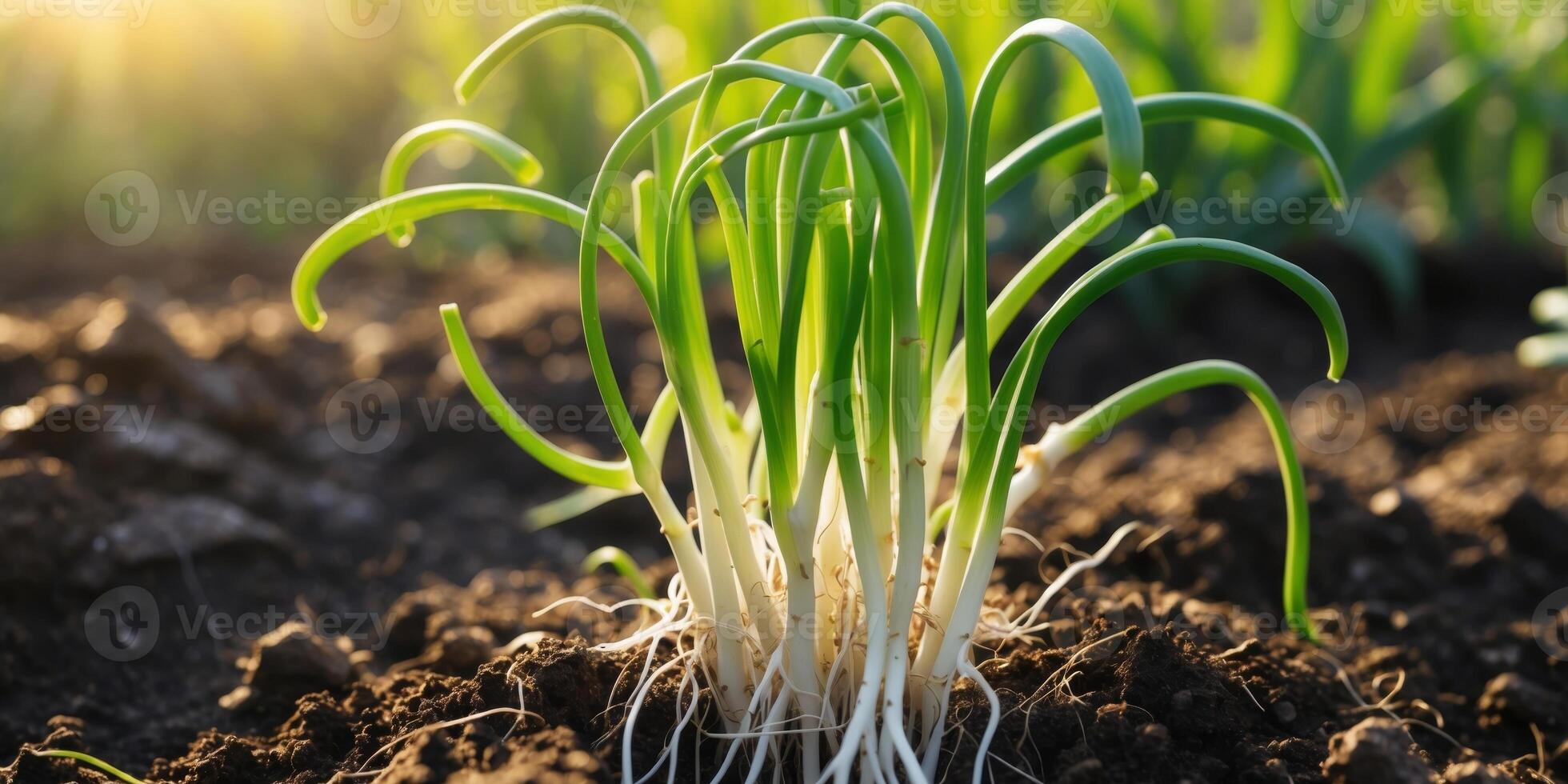 Fresh Green Onion Sprouts Growing in Soil Under Bright Sunlight in Garden Setting. photo
