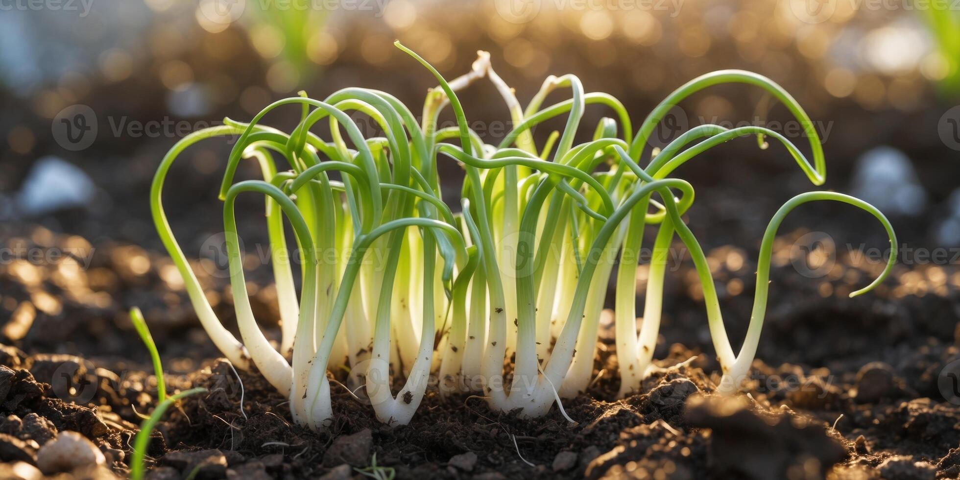 Fresh Green Onion Sprouts Growing in Soil Under Bright Sunlight in Garden Setting photo