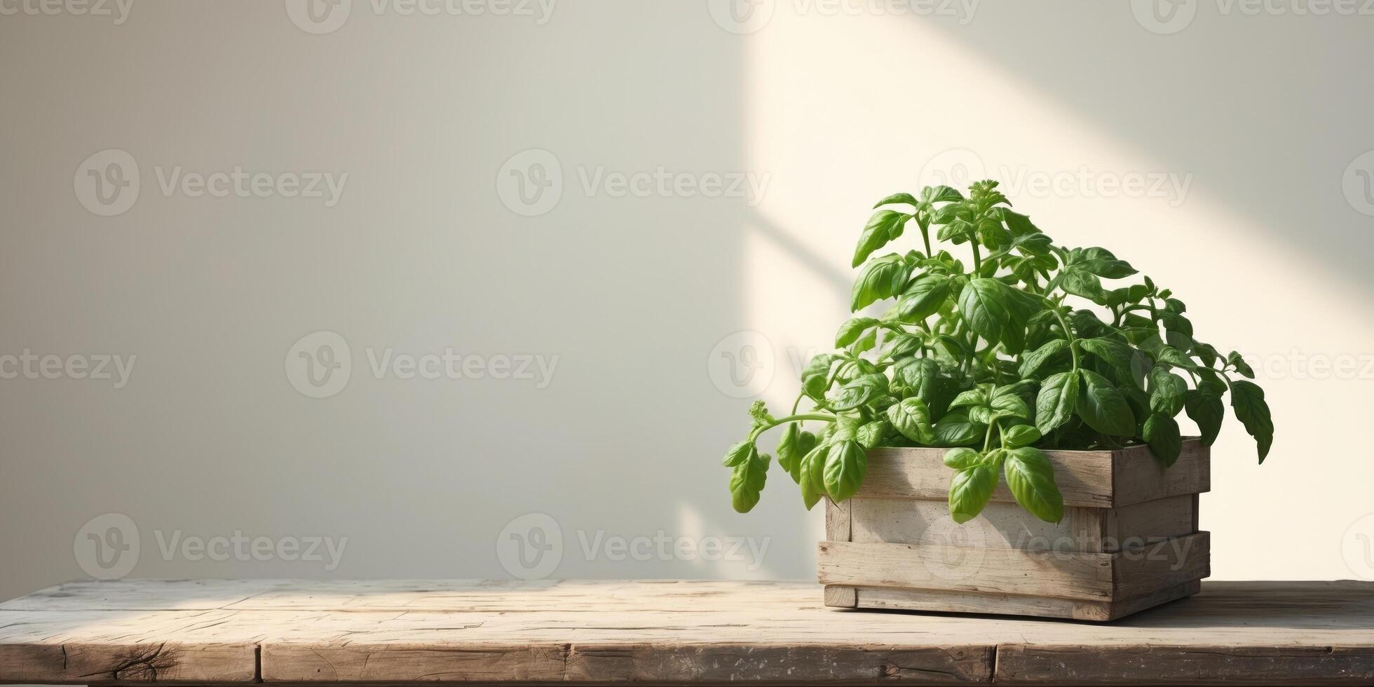 Green Tomato Plant in Wooden Box on Table with Blank Space for Text Background in Natural Light. photo