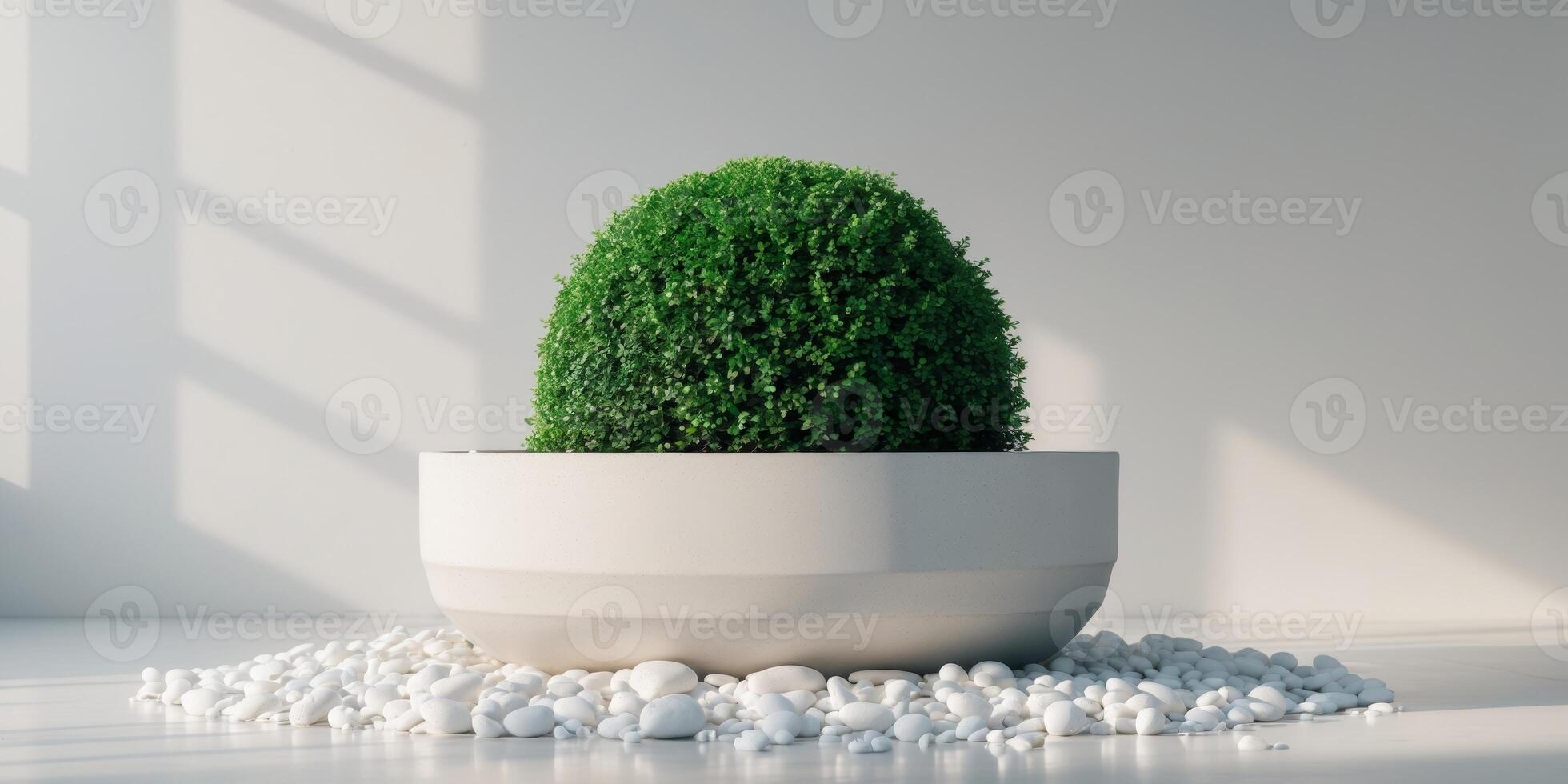 Modern Garden Planter with White Pebbles and Topiary photo