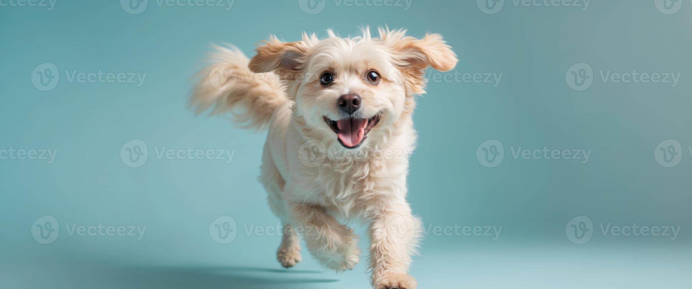 Joyful Pet Fluffy Dog Expressing Energy on Aqua Background - Studio Content for Creative Marketing and Pet Industry Visual Merchandising photo