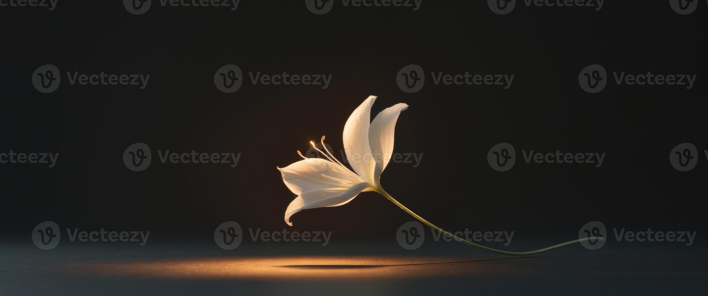 Glowing white flower illuminated by soft golden light in black background. photo