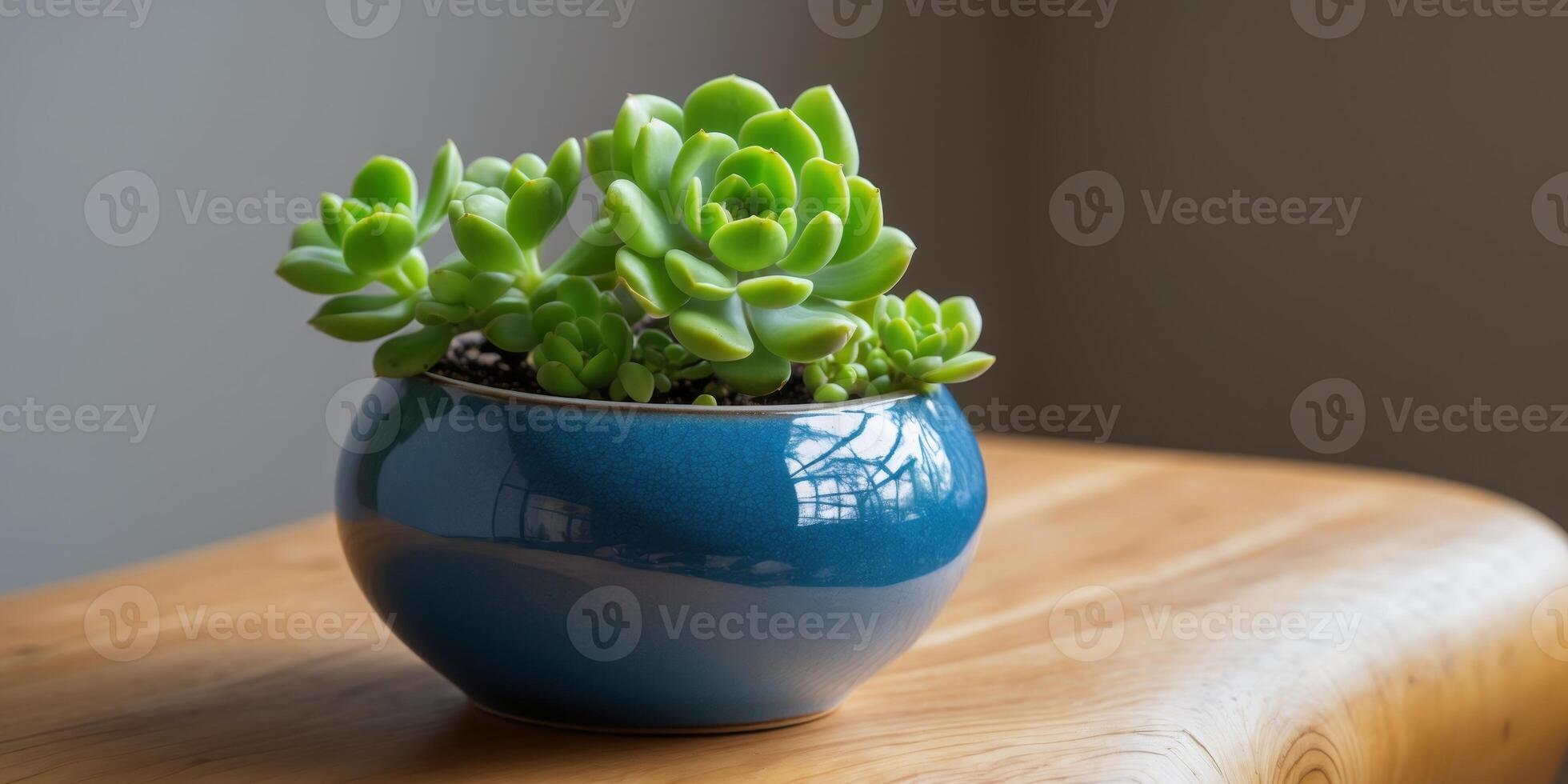 Bright green succulent in a blue ceramic pot on a wooden surface photo
