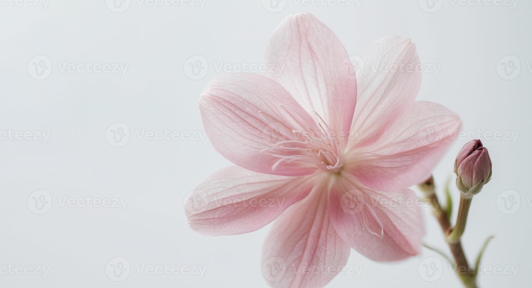 Close up of a pink flower with a few buds still attached. photo