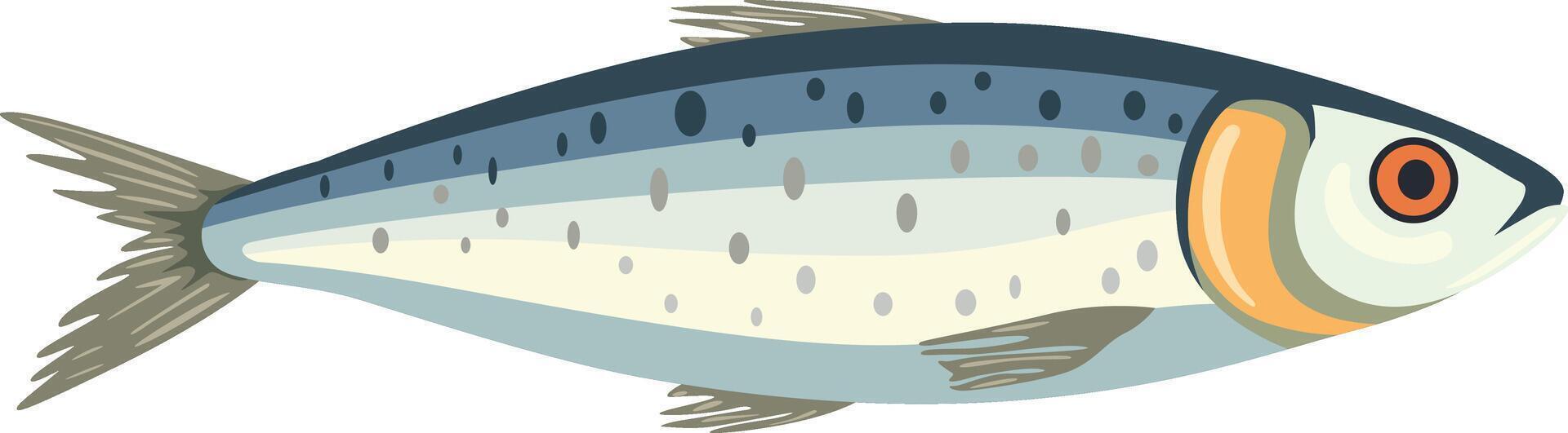 Fresh Catch Sardine Isolated on White vector