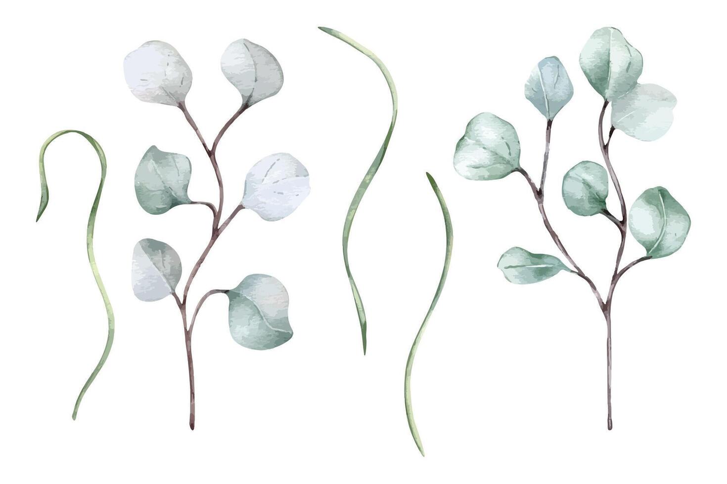 Eucalyptus branches and herb stems in watercolor set isolated. Greenery leaves in soft colors hand drawn. Floral clipart in sage green delicate plant painted in botanical sketch for nature background. vector
