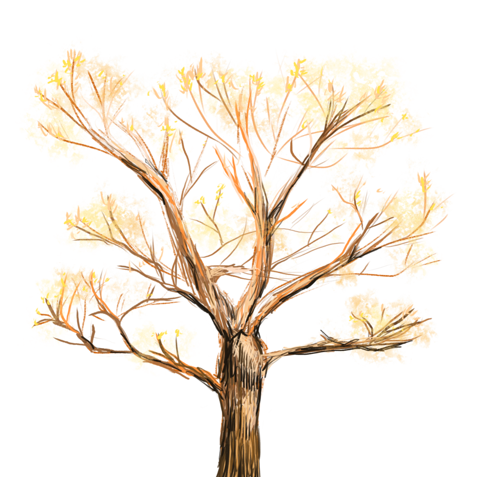 Tree in autumn color pencil drawing, single tree with yellow leaves isolated illustration png
