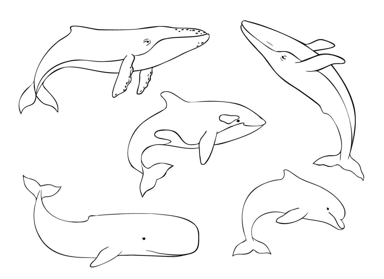 Set of cetaceans fish. Underwater animal of Blue whale, Orcinus orca, Dolphin and cachalot. Hand drawn contour illustration of Aquatic placental marine mammal with flippers and tail. Etching of vector