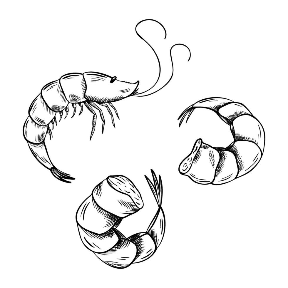 Set of peeled Shrimp Silhouette. Sketch of seafood. Hand Drawn linear Symbol. Monochrome illustration for icon, menu, package. Engraving Marine food art vector