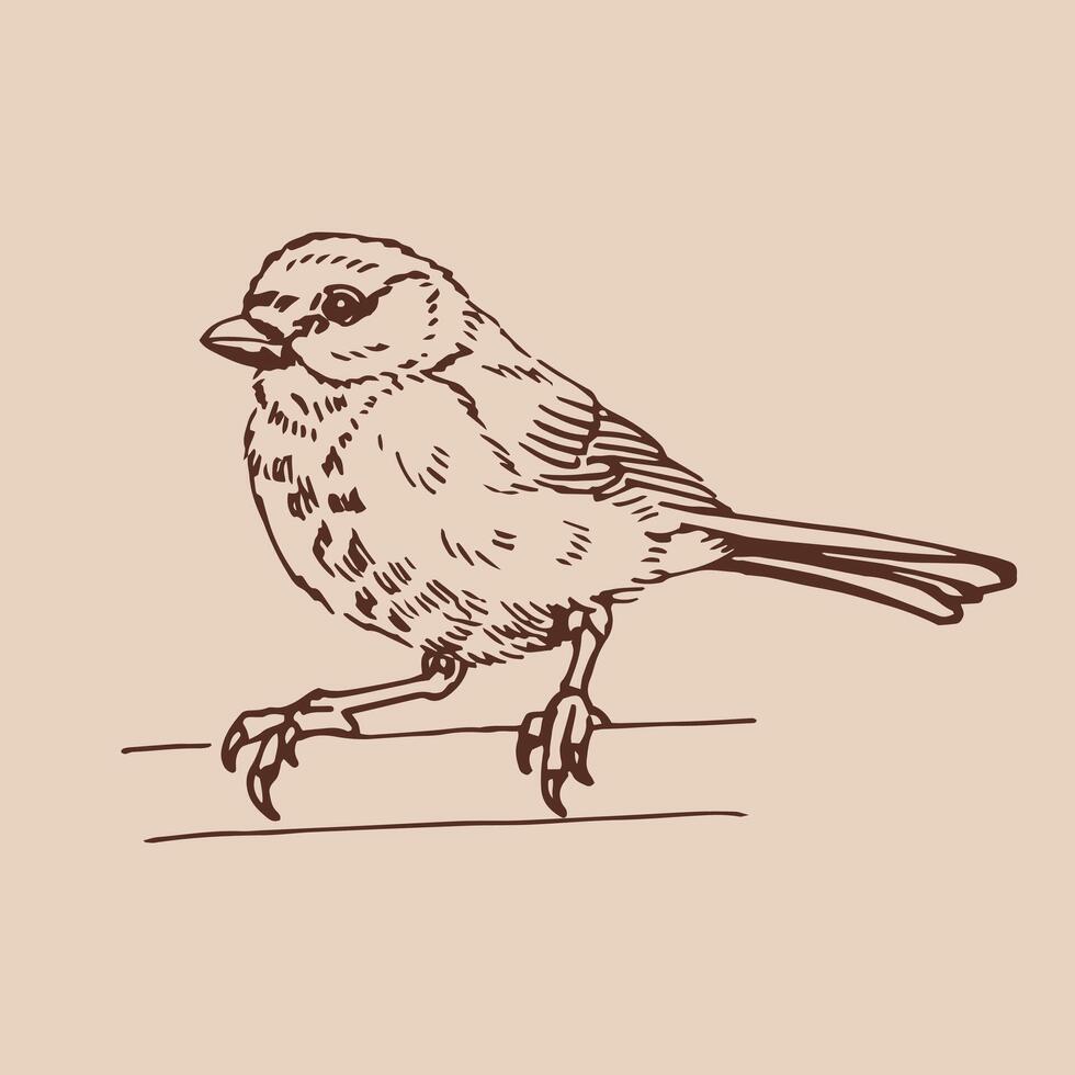 Titmouse Hand drawn illustration vector
