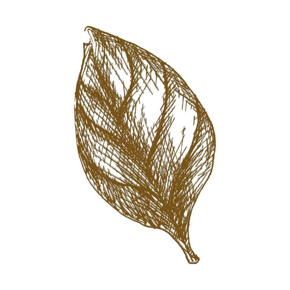 Basil leaf ink illustration. Hand drawn herb clipart, salad and sauce ingredient painting, black and white art for menu,cafe, restaurant design. Fresh spicy leaves engraving in outline style vector