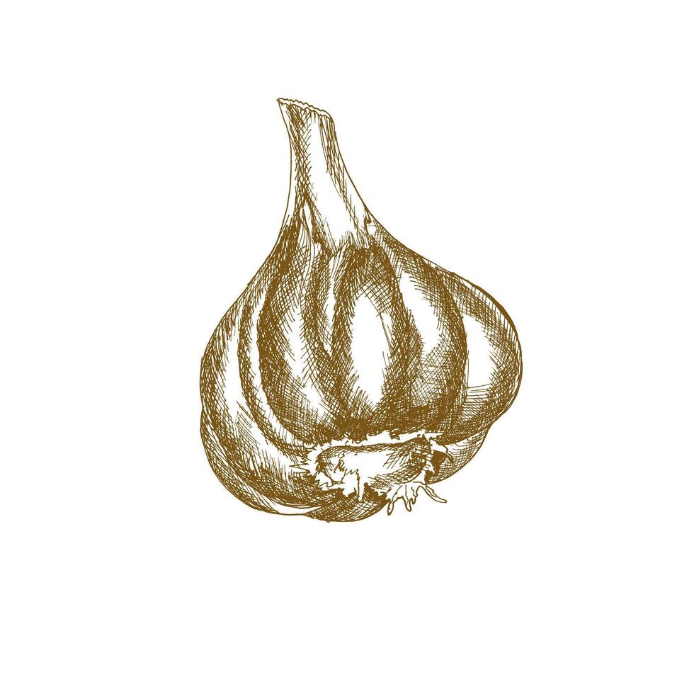 Garlic illustration. Hand drawn monochrome spicy vegetable clipart, fresh vegan painting for sauce product packing, menu, vegetarian cafe wallpaper design vector
