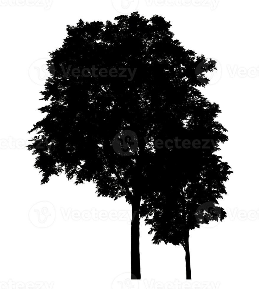 Isolated group tree silhouette on transparent background, high resolution. png