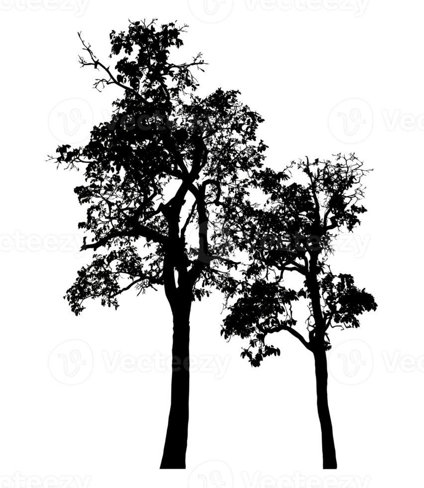 trees silhouette on a transparent background.High resolution png