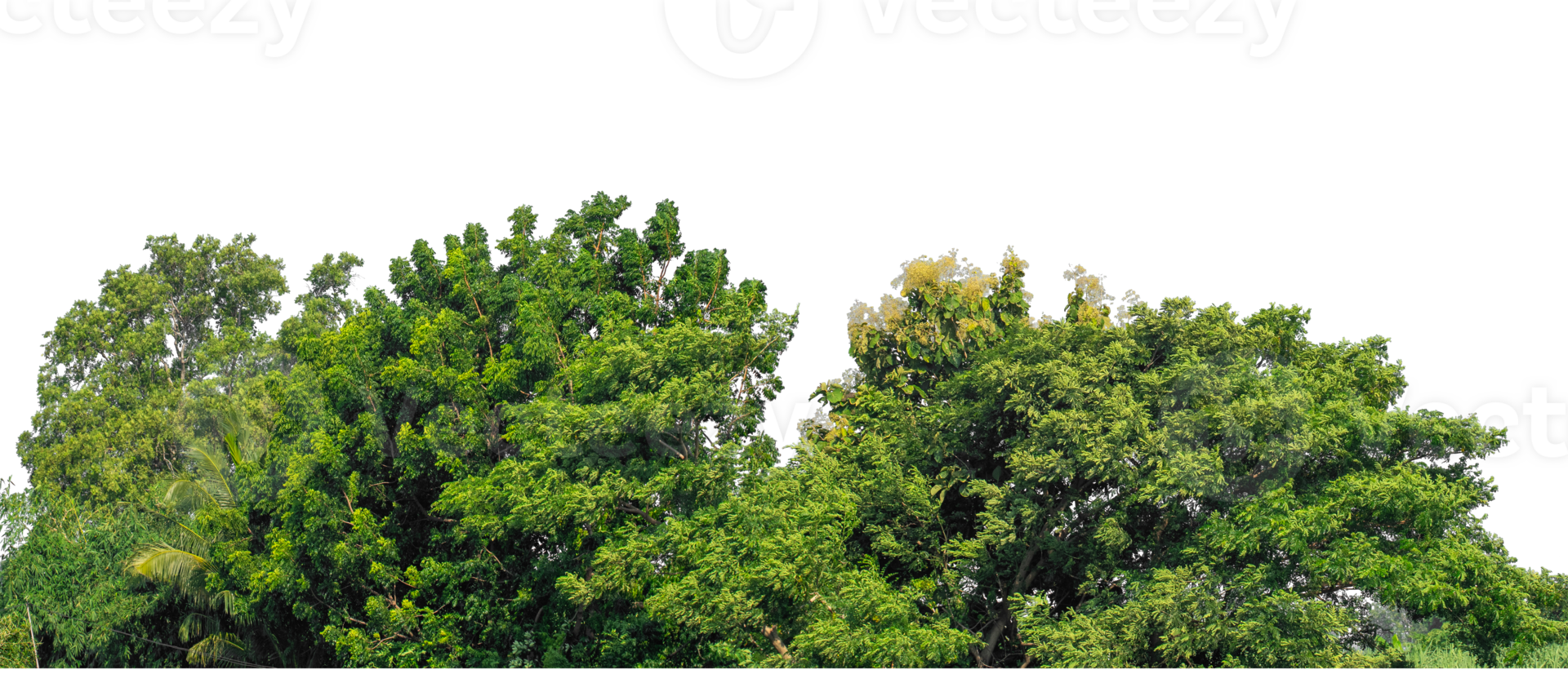 Forest and foliage in summer, high resolution. Isolated green tree on transparent background. png