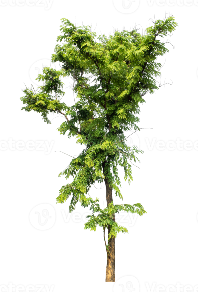 Green Tree Isolated on transparent Background, tropical trees, Tree Isolated on transparent Background, tropical trees isolated used for design, high resolution png