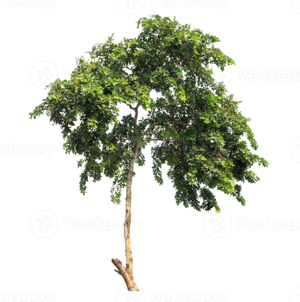 Tree Isolated on transparent Background, tropical trees. png