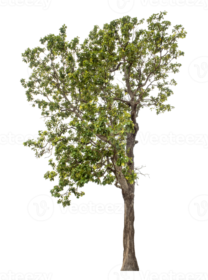 Green tree on transparent background. Forest and foliage in summer, high resolution png