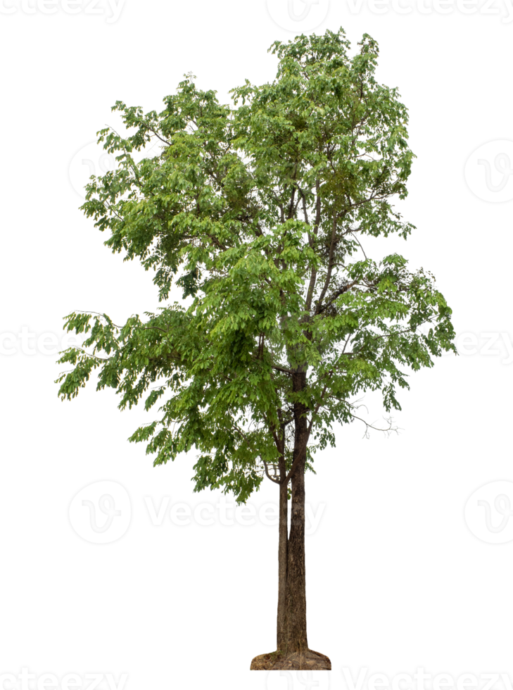 Summer, Green tree isolated on transparent background. Forest and foliage in summer, high resolution png