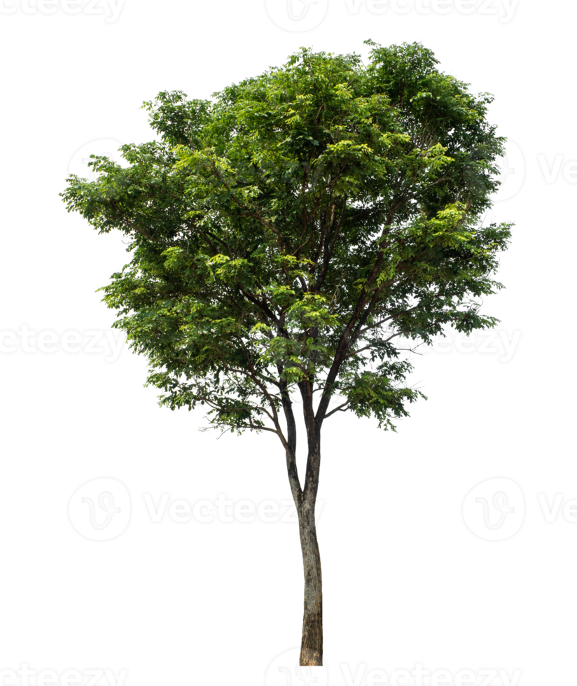 Tree Isolated on transparent Background, tropical trees isolated used for design, high resolution png