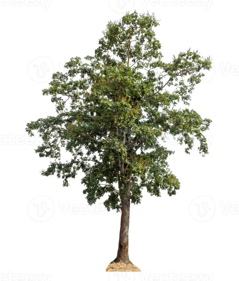 Tree Isolated on transparent Background, tropical trees, high resolution. png