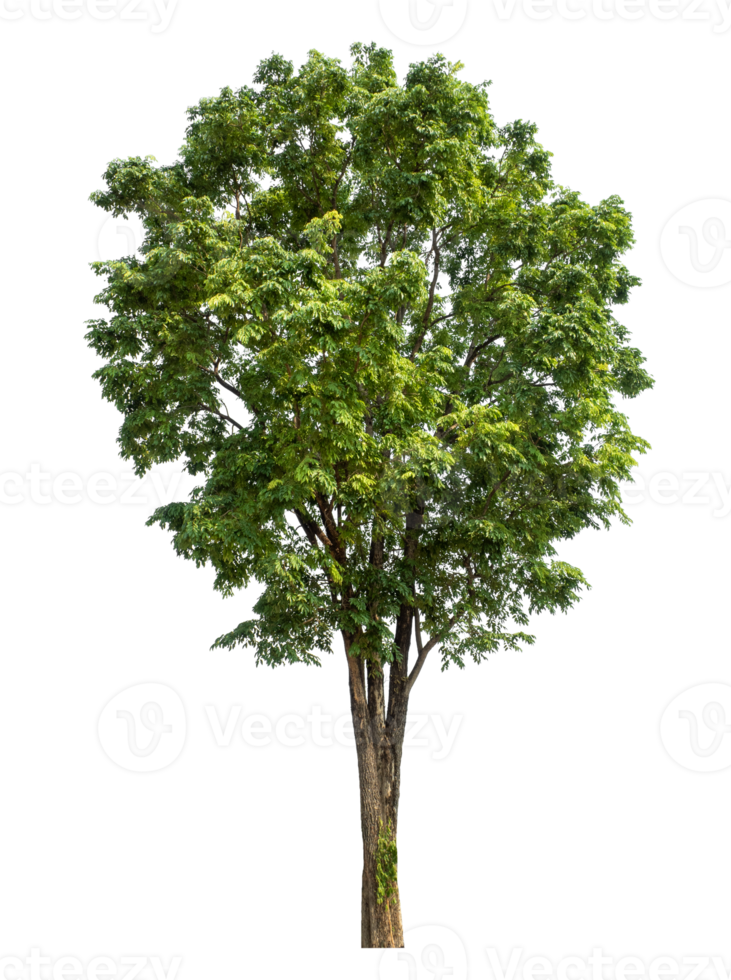 Tree Isolated on transparent Background, tropical trees,Tree Isolated on transparent Background, tropical trees isolated used for design, high resolution png