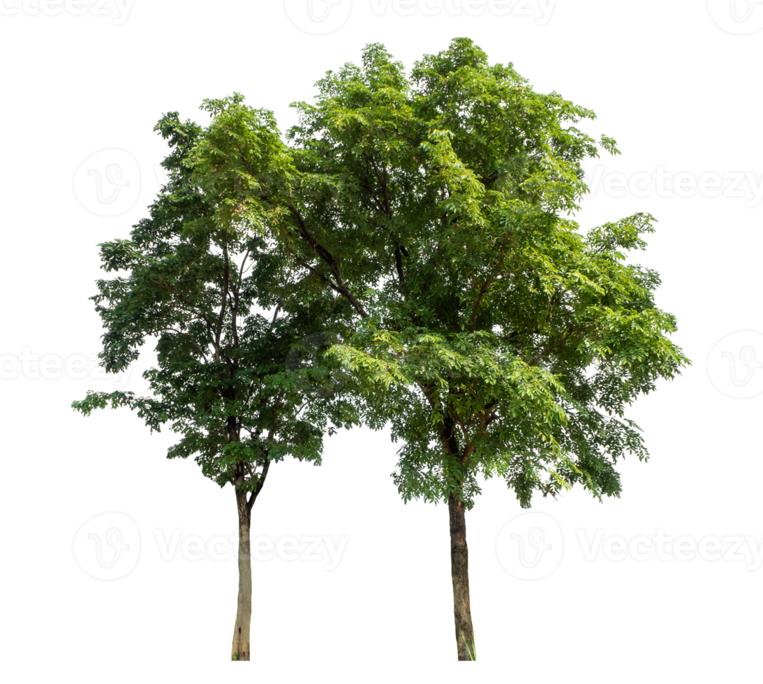 Group of trees isolated on transparent background. png