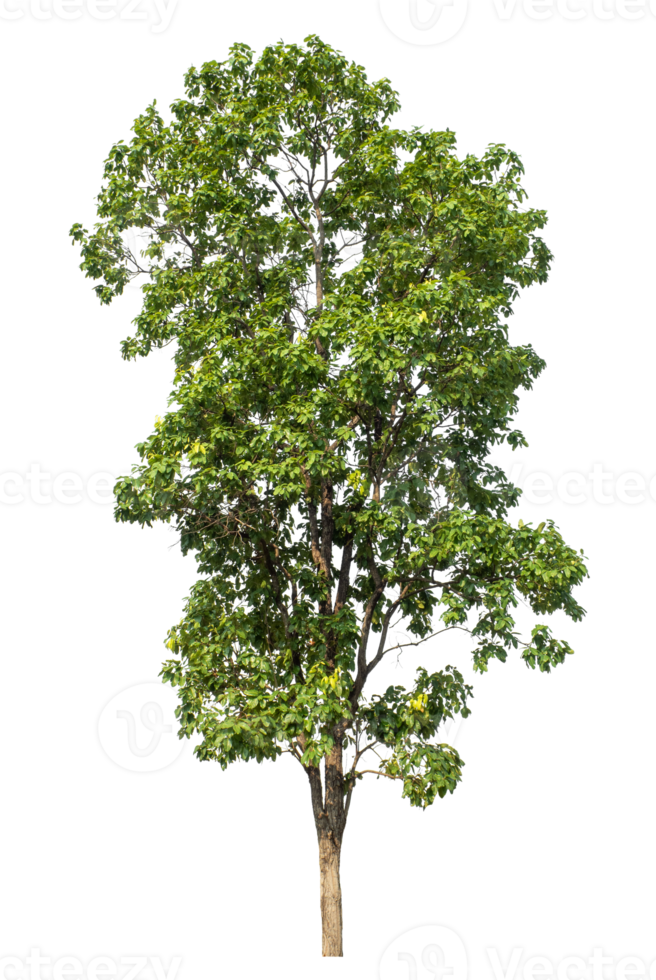 Green Tree Isolated on transparent Background, tropical trees. png