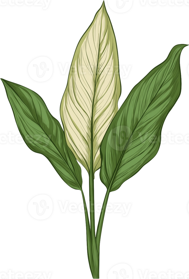 A green plant with white leaves png