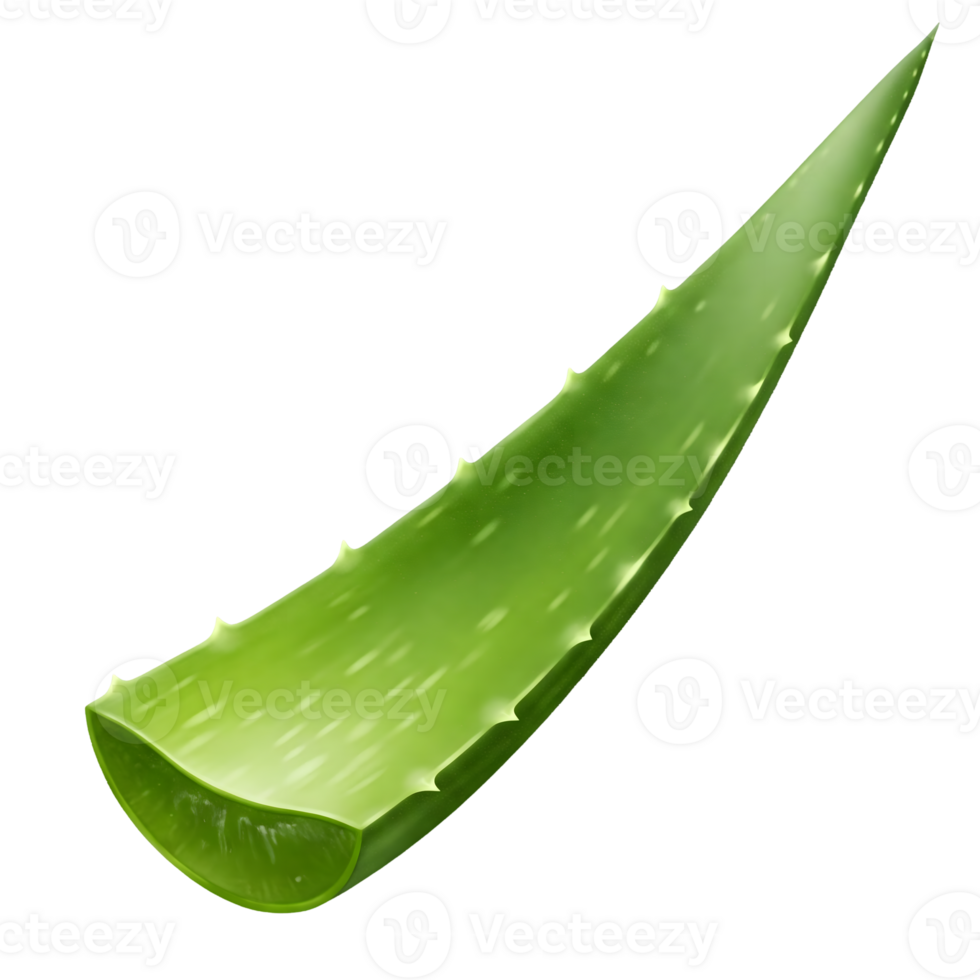 aloe vera leaf on transparent background png