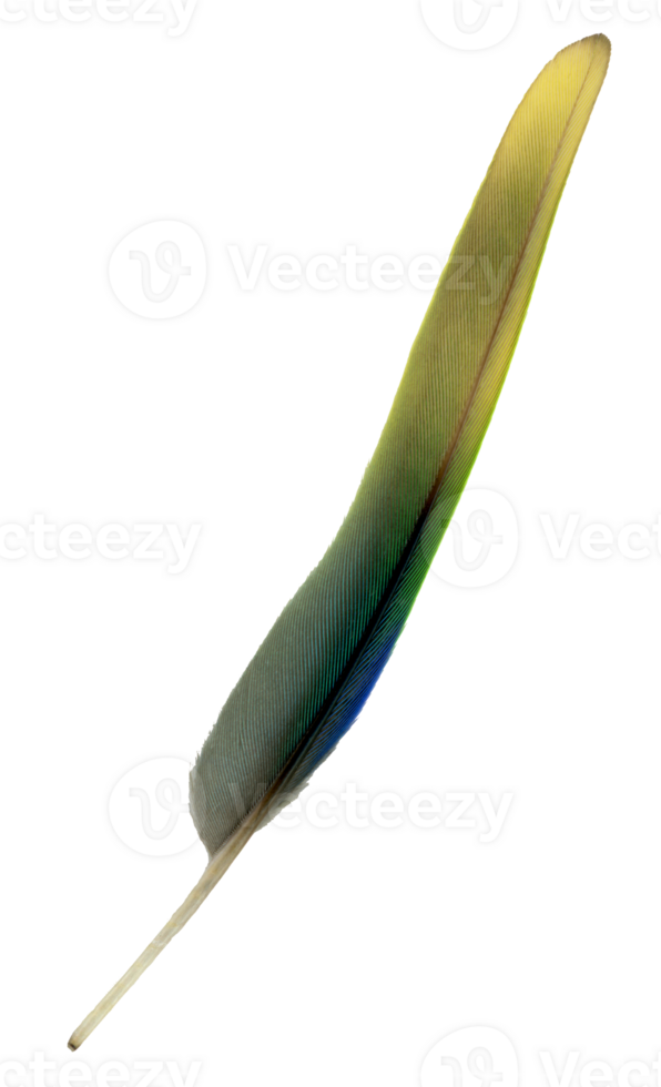 A flight feather of a green parrot. Cut out on a transparent background. png