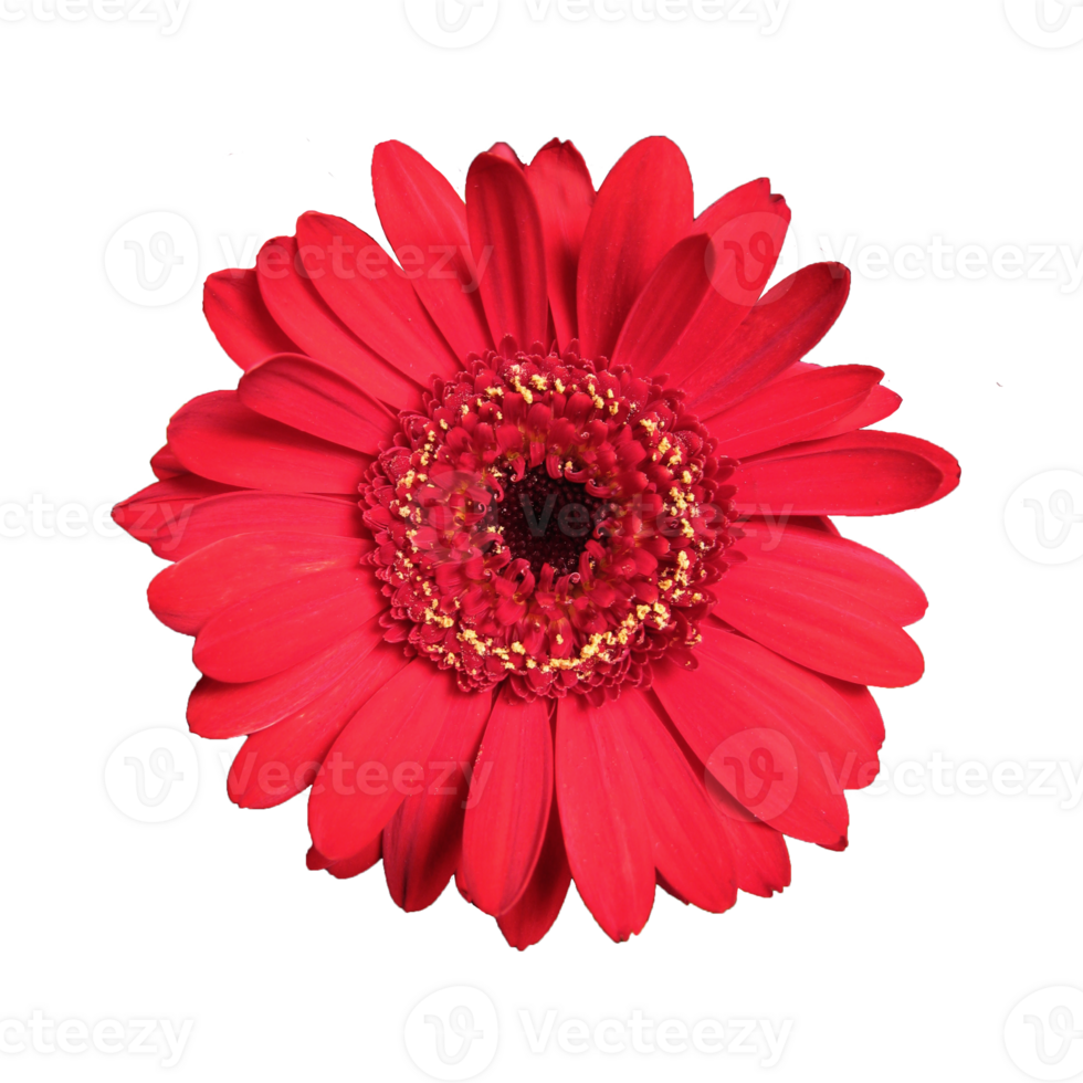 Red Gerbera flower in bloom. Cut out on a transparent background png