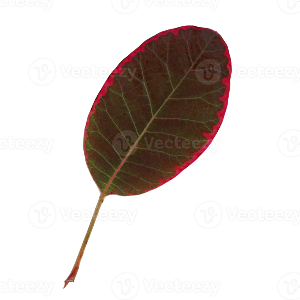 A single leaf of a smoke tree or a Cotinus coggygria. Cut out on a transparent background. png