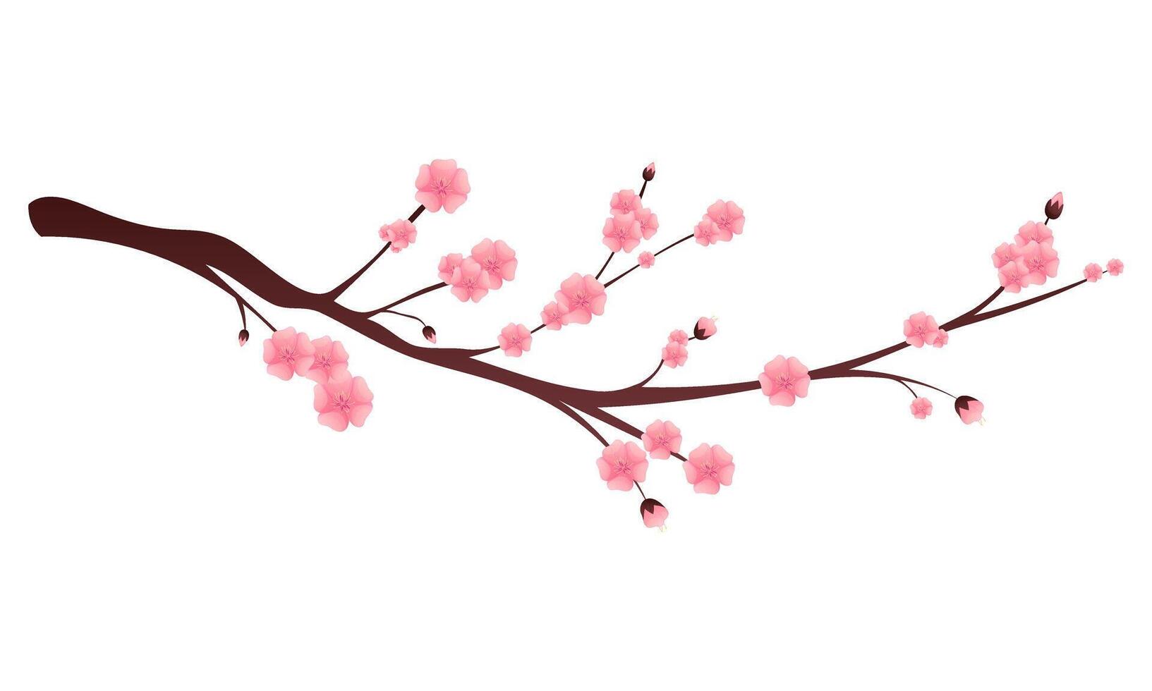 Pink cherry blossom branch isolated on white. Sakura in bloom. Hanami celebration element. vector