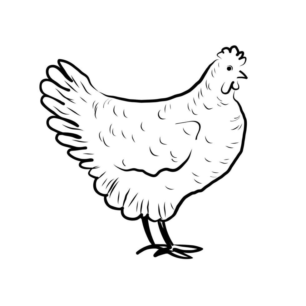 Sketch of a Chicken on an isolated background. Hand drawn illustration of a Hen for label, sign, print, paper, logo, design. Food and house animals, egg production and fluff, bird vector