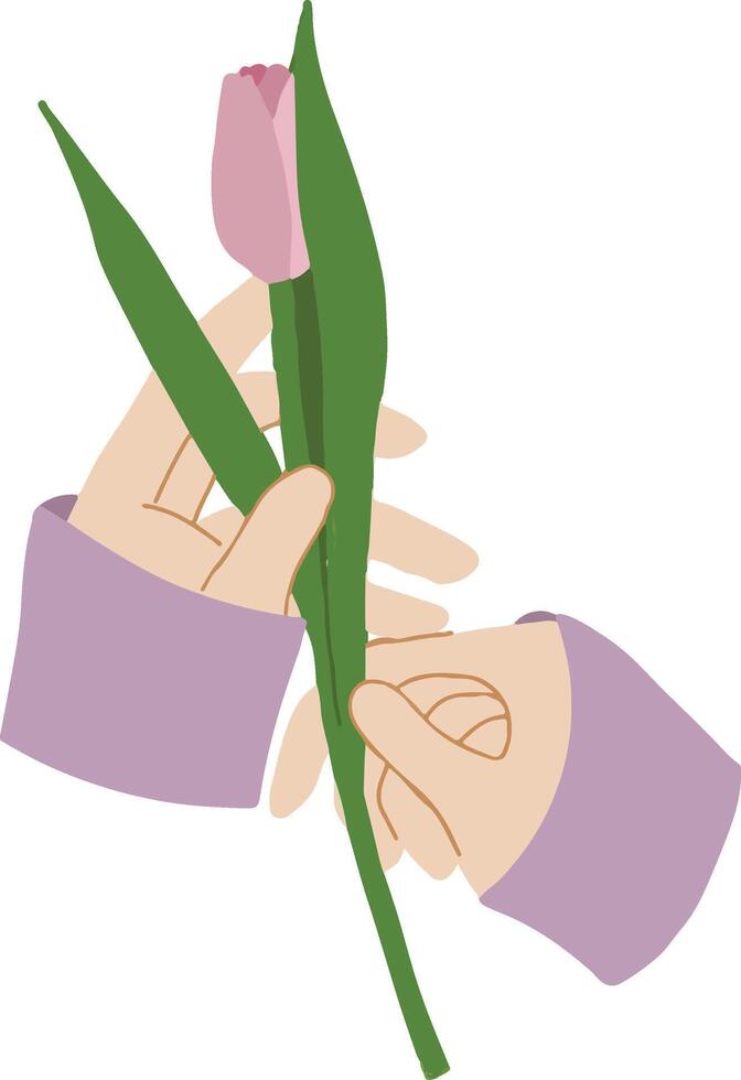 Hand drawn hands keeping pink tulip. Start spring symbol. Tender blossom with green fresh juicy leaves. vector
