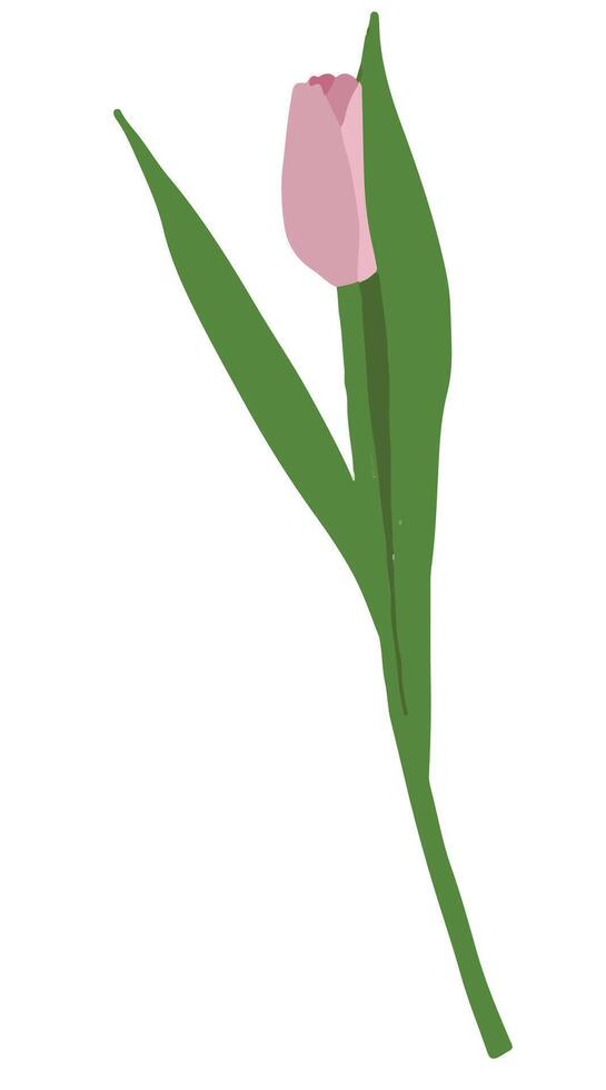 Hand drawn pink tulip. Start spring symbol. Tender blossom with green fresh juicy leaves. vector