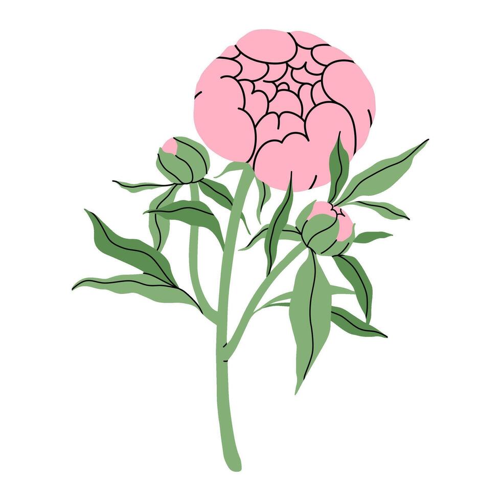 Delicate pink peony. Minimalist still life of single pink peony blossom with buds and leaves. Fashion minimalist flower. Elegant botanical design. for garden and flower shop. flat illustration. vector