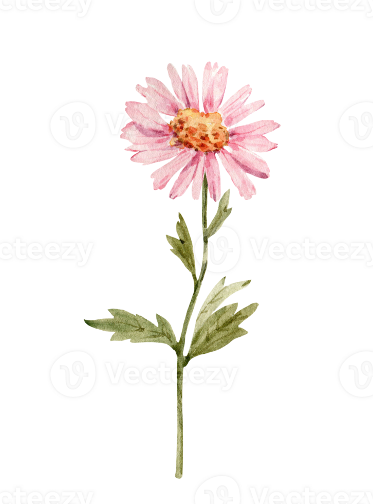 Pink chrysanthemum flower, watercolor illustration png