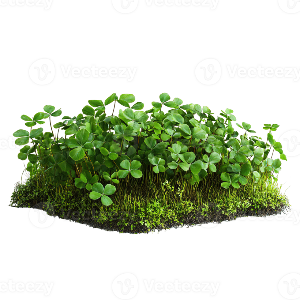Wild green clover patch surrounded by soft moss isolated on a transparent background png