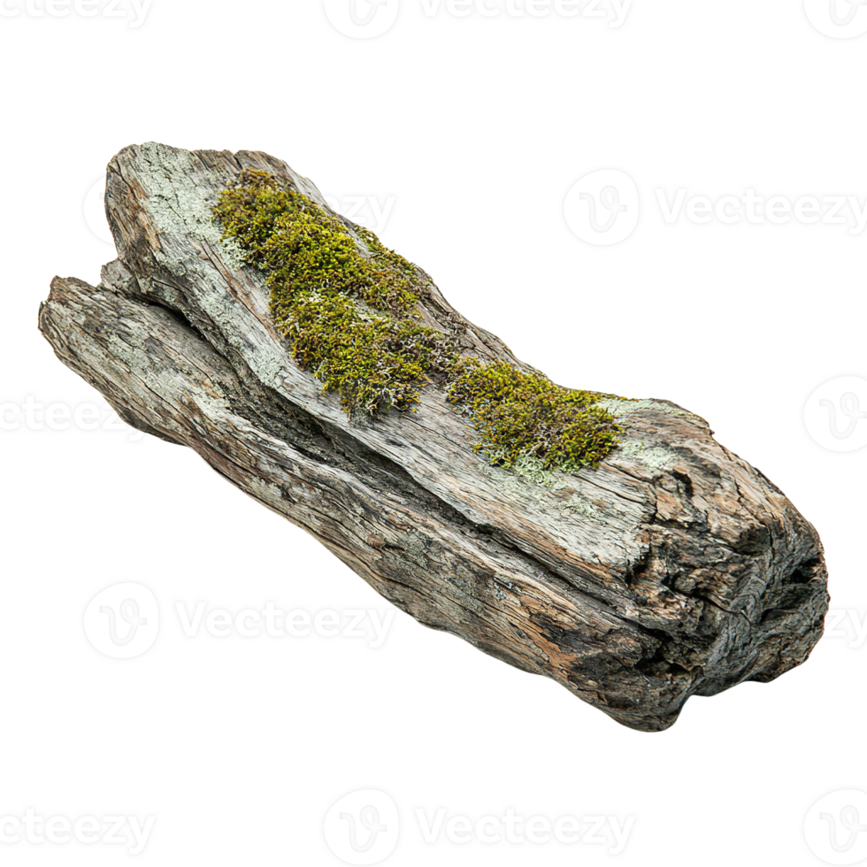 Weathered Driftwood with Vibrant Moss Isolated on Transparent Background png