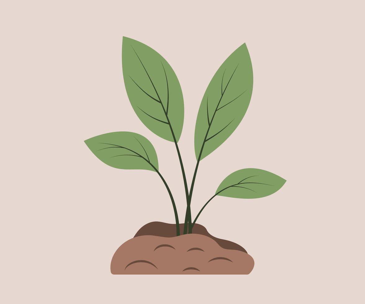 Spring seedling. Young Plant development. Concept of New beginning, Gardening, Agriculture, Ecology. Element for design. vector